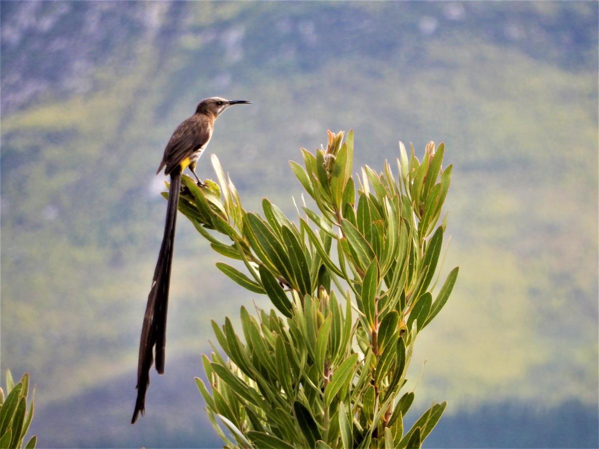 Mountain View Swellendam Exterior foto